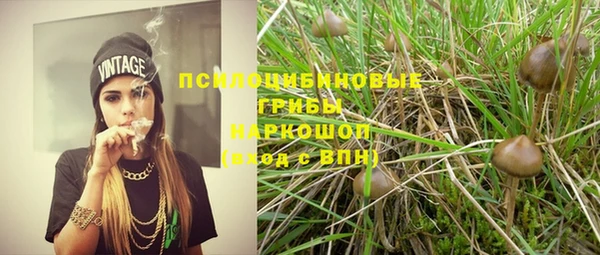 индика Няндома