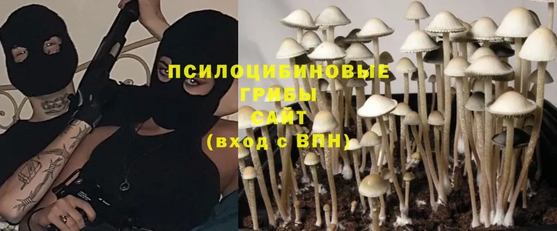 МЕГА   где купить наркотик  Родники  Псилоцибиновые грибы MAGIC MUSHROOMS 